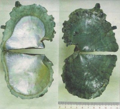 perlas cultivadas japonesas, Ostras Akoya perlas cultivadas